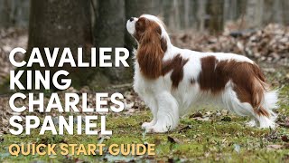 Cavalier King Charles Spaniel Grooming Supplies Quick Start Guide [upl. by Ayela]