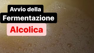 AVVIO della FERMENTAZIONE ALCOLICA in 7 minuti [upl. by Lizned]