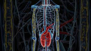 quotImaging Techniques in Kidney Disease Utilizing Ultrasounds and CT Scans for Diagnosisquot [upl. by Elisabet]