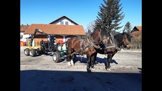 Holz rücken mit Pferden und Rückewagen [upl. by Meras]