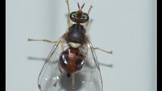 Trampa Captura masiva mosca del olivo y mosca de la fruta Bactrocera Oleae Ceratitis capitata [upl. by Tneciv499]