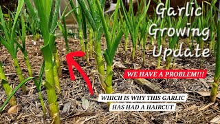 Growing Update Comparing 5 Varieties of Garlic [upl. by Kacy]