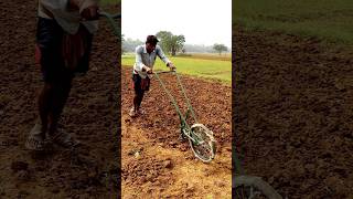 Weeding amp Soil Mulching by Raking shorts [upl. by Oelc]