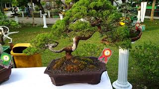 Bonsai Cemara [upl. by Halima]