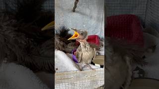 Friar bird leatherhead fledgling asking for lunch Feed me Please subscribe [upl. by Tobiah]