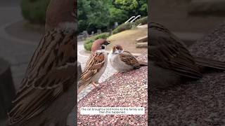 The cat brought a bird home to this family and then this happened animalshorts shortvideo [upl. by Kawai]