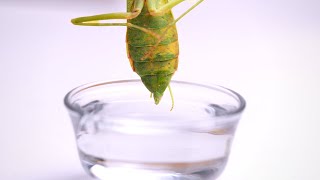 My pet praying mantis is deadThe killer is a parasite [upl. by Yzus]