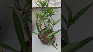 Kaner plant ki cutting 🤗 terracegarde garden gardening flowers plants [upl. by Hakkeber]