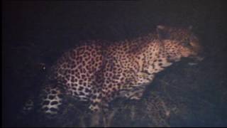 First documented footage of leopards mating in the wild Londolozi TV [upl. by Geminian]