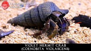 Coenobita violascens The VIOLET HERMIT CRAB Leopard Aquatic Y028A [upl. by Lonnard]