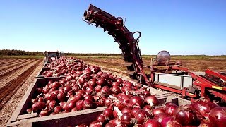 Cultivation And Harvest Of Hundreds Of Tons Of Onions  Modern Agriculture Technology [upl. by Salomi675]