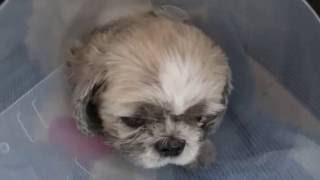 VET CASE Video 22 The female Shih Tzu 30 minutes after the pyometra operation [upl. by Aromas565]