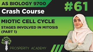 Stages Involved In Mitosis Part 1  Mitotic Cell Cycle  9700 AS Biology UrduHindi [upl. by Enelrae973]