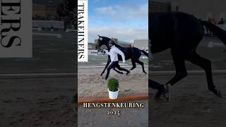 Trakehner hengstenkeuring 2024 horse equestrian horsetrainer dressage trakehner pferdetraining [upl. by Callum262]