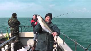 Pollock fishing on Channel Warrior out of West Bay Dorset [upl. by Nohsad]