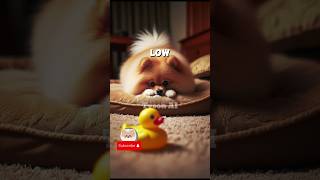 The Squeaky Toy Showdown Pt1 stories pomeraniandog puppy fluffy [upl. by Ahtela]