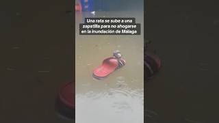 ¡Inundaciones Dana Málaga 😱 lluvias inundaciones DanaMálaga [upl. by Avle168]