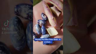 Worlds First Blue Pinto Bean [upl. by Dedric]