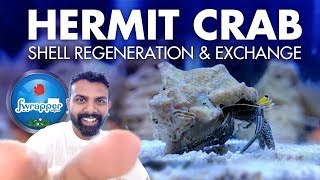 Saltwater Hermit Crab Changing  Marine Aquarium for Beginners setup [upl. by Anyrak350]