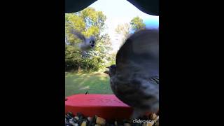 Tufted Titmouse Charges Finch Slow Motion Bird Buddy [upl. by Sirret]