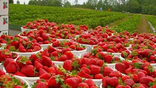 Modern Hydroponic Strawberries Farming  Strawberries Harvesting Technology  Modern Farm ➤13 [upl. by Rodama]