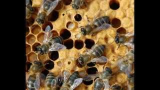 Bienen eliminieren Varroa  ResistantBeescom [upl. by Lenrow]