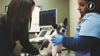 Learn about BBVSHs veterinary diagnostic imaging lab [upl. by Edina]