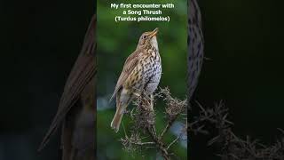 Song Thrush Turdus philomelos  Love at first Sound [upl. by Knepper]