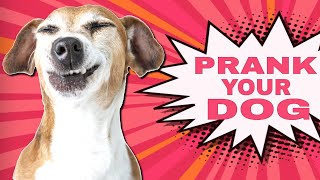 Prank Your Dog Sounds [upl. by Alra]