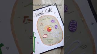 Animal cell plant cell modelHow to make plant cell model amp Animal cell model for science fair diy [upl. by Cleodell]