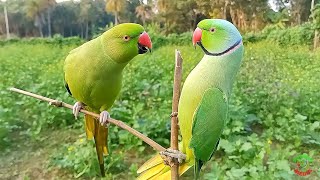 Indian Ringneck Parrot [upl. by Robbert]