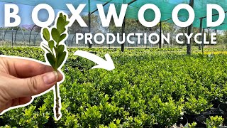 Easy Boxwood Buxus Propagation from Stem Cuttings for profit  How to Grow Boxwoods [upl. by Mena]