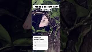 Possum wildlife savenature possum [upl. by Oiratnom170]