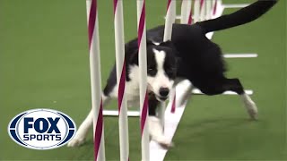 Watch Border Collie Tex Win 2015 Masters Agility Championship  FOX SPORTS [upl. by Shawna250]