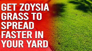 How to Get Zoysia Grass to Spread Faster in Your Yard [upl. by Johanan174]