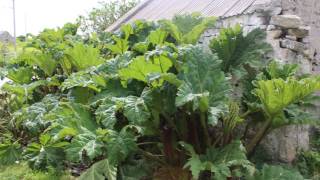 Wild Rhubarb Invading Gweedore [upl. by Aiuqal]