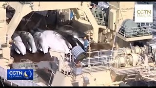 Chasse à la baleine  Des groupes environnementaux condamnent le Japon [upl. by Maryanne954]