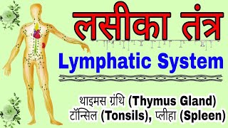 लसीका तंत्र  Lymphatic System  लसीका तंत्र की संरचना  Structure of Lymphatic System in hindi [upl. by Mallory542]