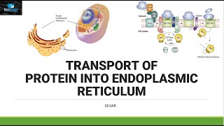 Transport of Protein In Endoplasmic Reticulum [upl. by Abercromby]