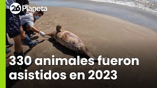 El 2023 un año triste para la fauna marina en la costa atlántica bonaerense  26Planeta [upl. by Tristan37]