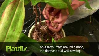 Propagating Nepenthes through Air Layering [upl. by Junius]