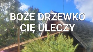 Bylica boże drzewko Artemisia abrotanum zapomniane staropolskie zioło lecznicze [upl. by Pape467]