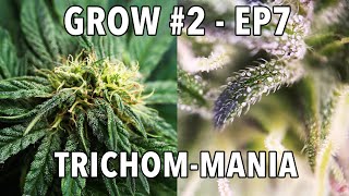 GROW Season 2 🌱 Outdoor  Episode 7  Woche 8 🪴 2x Sticky Orange XXL Auto 🪴 1x Cosmos F1 CBD [upl. by Gehlbach]