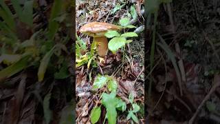 Un boletus aestivalis enorme funghi 2024 nature porcini perte [upl. by Meakem831]