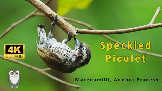 Speckled Piculet  Maredumilli AP  SpeckledPiculet SriramWildlifePhotographer  4K [upl. by Leruj]