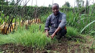 Transplanting Bulb Onions to Raised Beds Easy Steps [upl. by Earahc820]