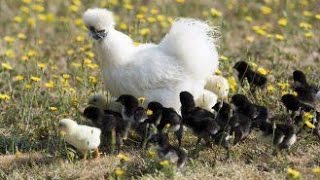 Une poule dornement dans votre jardin [upl. by Burne]