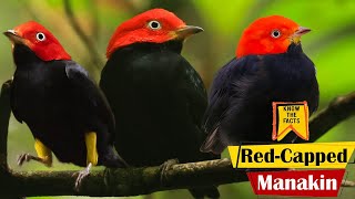 Red Capped Manakin  Interesting Facts about Moon walking Bird [upl. by Ellevel21]