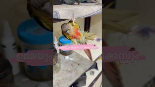 ഉമ്മയും സർക്കസ്സും l Mittu amp KalluMy companion l How to Train Parrots or Pet Birds parrottraining [upl. by Xino939]