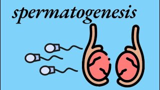 General embryology  spermatogenesis 🙆‍♂️ [upl. by Iilek]